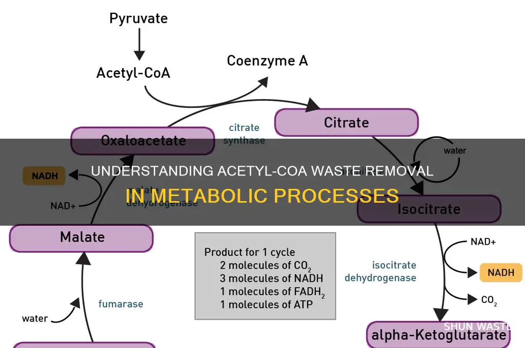 how many acetyl coa are removed for waste product