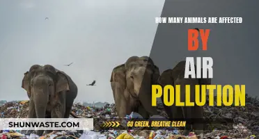 Air Pollution's Impact: Animals in Danger