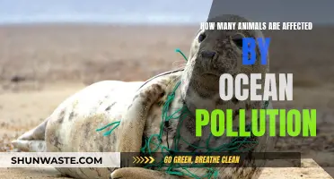 Ocean Pollution's Impact on Animal Life