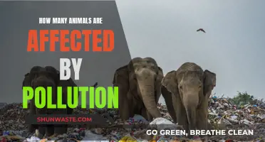 Pollution's Impact: Animals Affected by Human Negligence