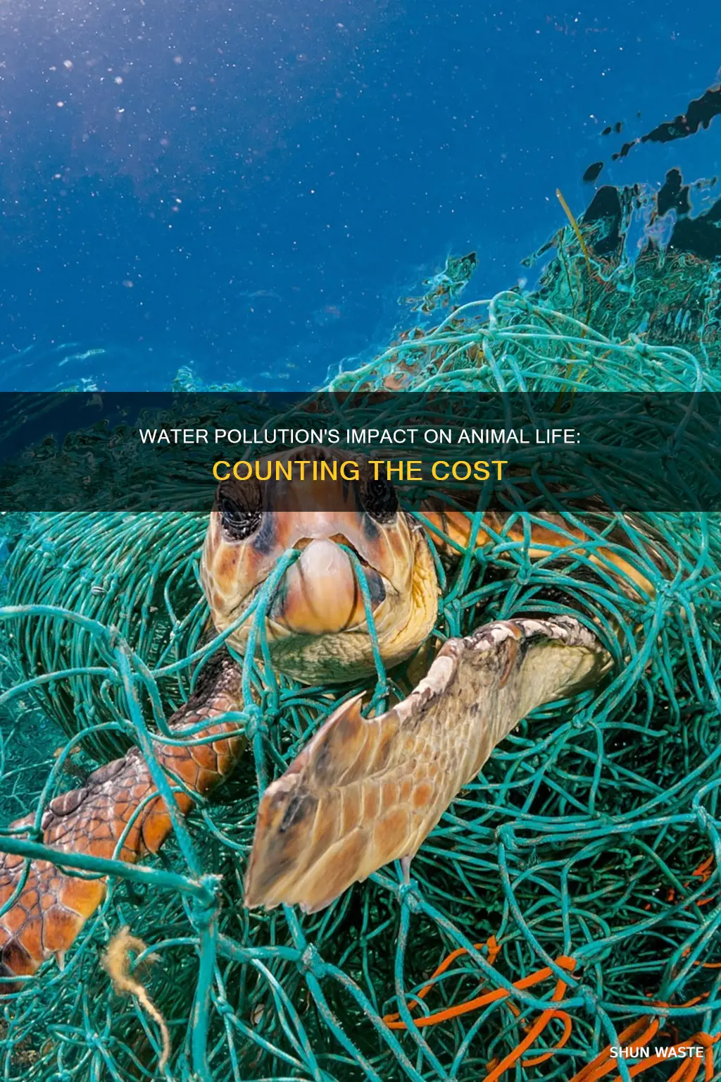 how many animals are affected by water pollution