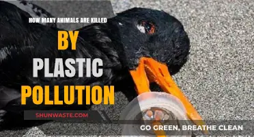 Plastic Pollution: A Deadly Threat to Animal Kingdom