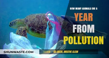 Pollution's Deadly Toll on Animals: A Yearly Count
