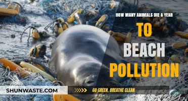 Beach Pollution: A Deadly Threat to Animals