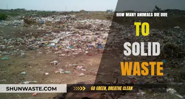 Solid Waste's Deadly Impact: Animal Lives Lost to Pollution