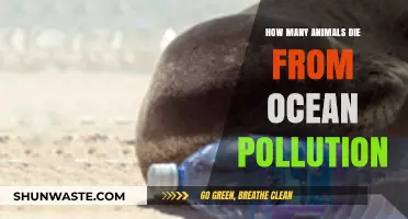 Ocean Pollution: A Deadly Threat to Marine Animals