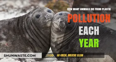 Plastic Pollution: Killing Millions of Animals Yearly