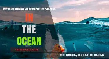 Plastic Pollution: Killing Millions of Marine Animals