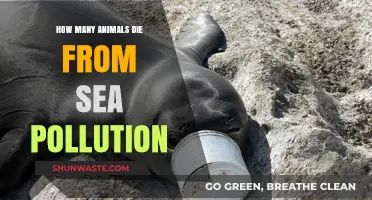 The Devastating Impact of Sea Pollution on Animal Life