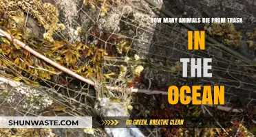 Ocean Trash: A Deadly Threat to Marine Animals