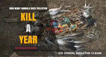 Pollution's Deadly Toll on Animals