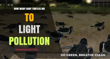 Light Pollution's Deadly Impact on Baby Turtles