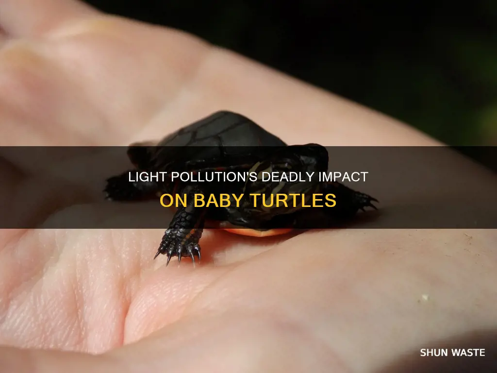 how many baby turtles die to light pollution