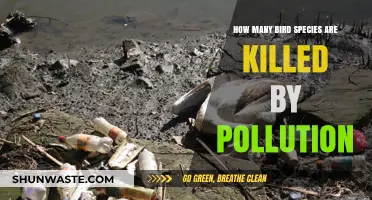 Pollution's Impact: Bird Species Death Toll