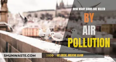 Air Pollution's Impact: Birds' Death Toll