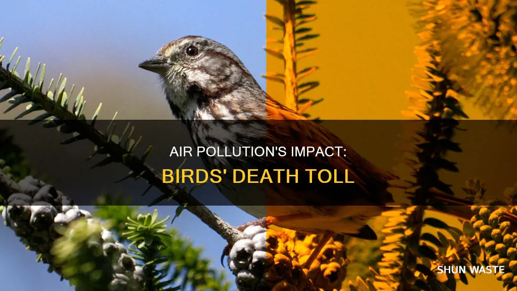 how many birds are killed by air pollution