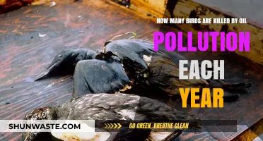 Oil Pollution: A Deadly Threat to Our Birds