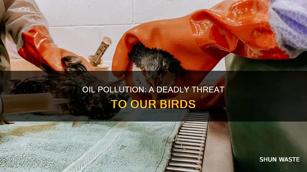 how many birds are killed by oil pollution each year