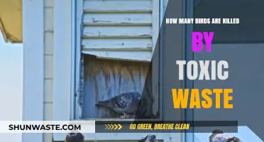 Toxic Waste's Deadly Impact: Bird Mortality and Environmental Crisis