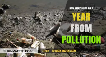 Pollution's Deadly Toll on Birds