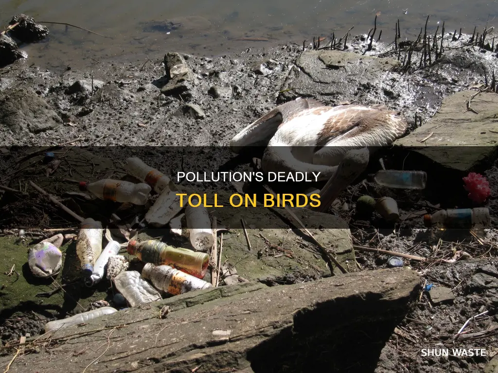 how many birds die a year from pollution