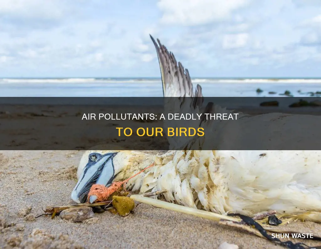 how many birds die a year to air pollutants