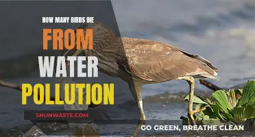 Water's Toxic Embrace: The Plight of Birds