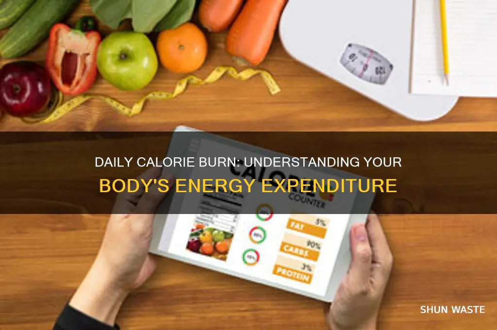 Daily Calorie Burn Understanding Your Body's Energy Expenditure
