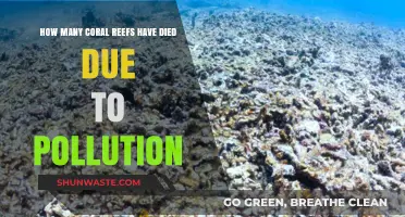 The Devastating Impact of Pollution on Coral Reefs