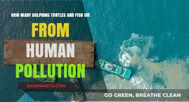 Human Pollution: Killing Dolphins, Turtles, and Fish