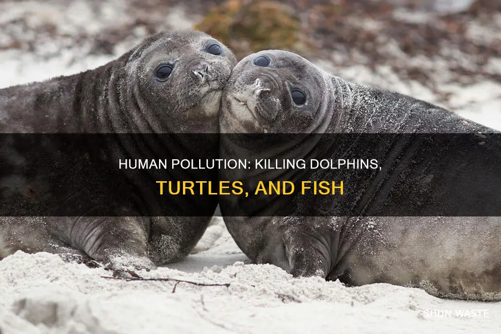 how many dolphins turtles and fish die from human pollution