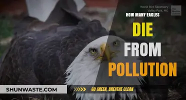 Pollution's Deadly Impact on Eagles