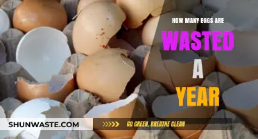 Annual Egg Waste: Shocking Numbers and Sustainable Solutions Revealed