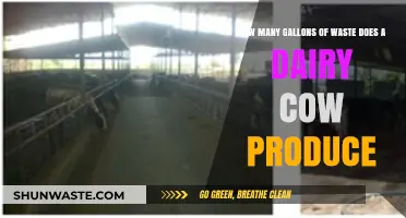 Dairy Cow Waste Production: Understanding Gallons of Daily Output
