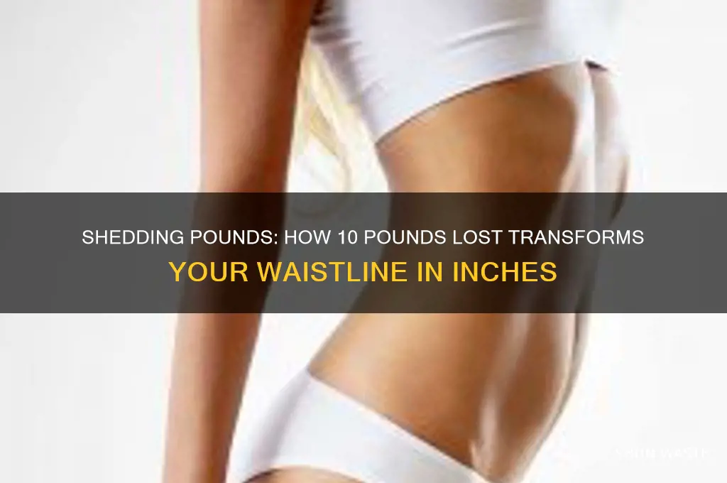 how many inches ftom your waste lost ten pounfs