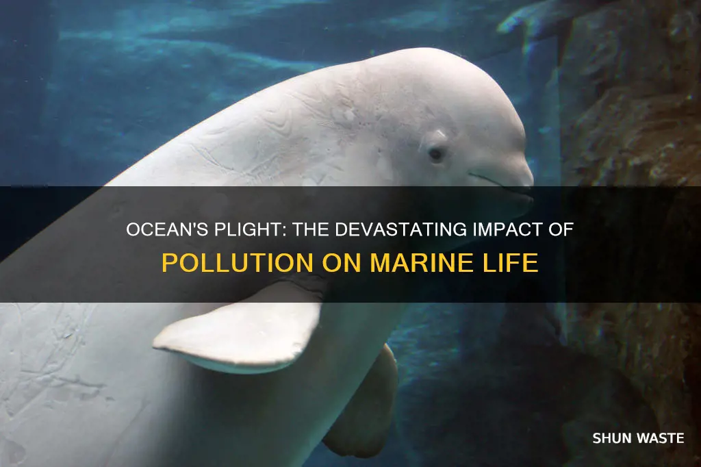 how many marine animals are endangered by water pollution