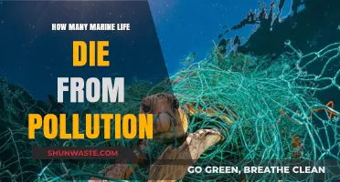 Pollution's Deadly Impact on Marine Life