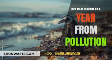 Penguins' Annual Loss: Pollution's Deadly Toll