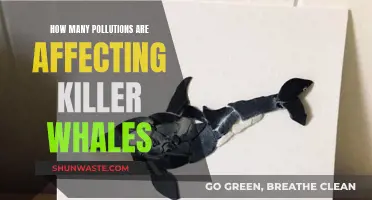 The Impact of Multiple Pollutions on Killer Whales