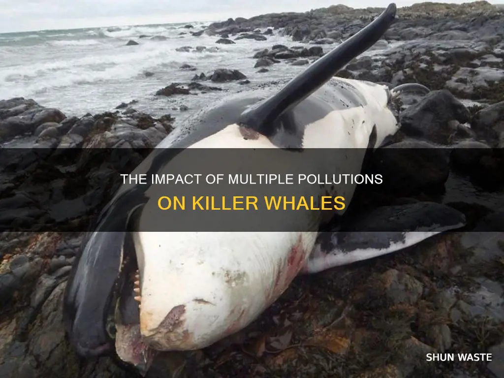 how many pollutions are affecting killer whales