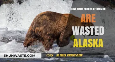 Alaska's Salmon Waste: How Many Pounds Are Lost Annually?