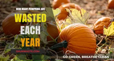 The Shocking Annual Waste of Pumpkins: A Seasonal Tragedy