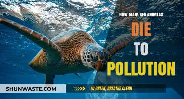 Pollution's Deadly Impact on Sea Life