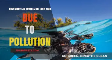 Pollution's Deadly Impact on Sea Turtles