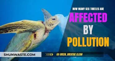 Sea Turtle Crisis: Impact of Pollution on Their Lives