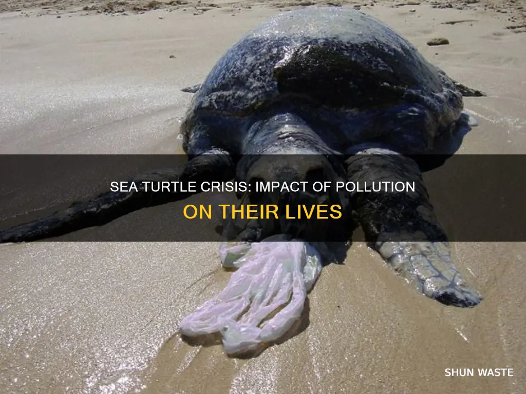 how many sea turtles are affected by pollution