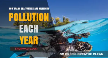 Pollution's Deadly Impact on Sea Turtles