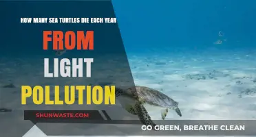 Light Pollution: A Deadly Threat to Sea Turtles
