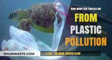 Plastic Pollution: Killing Sea Turtles, What Can We Do?