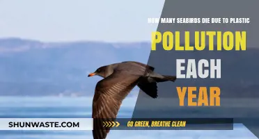 Plastic Pollution: Killing Seabirds, What's the Annual Toll?
